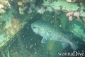 scuba diving photo