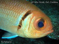 scuba diving photo