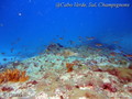 scuba diving photo