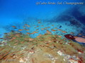 scuba diving photo
