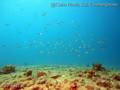 scuba diving photo