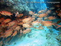 scuba diving photo