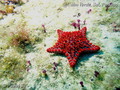 scuba diving photo