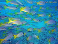 scuba diving photo