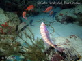 scuba diving photo