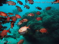 scuba diving photo