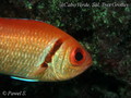 scuba diving photo