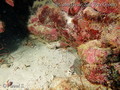 scuba diving photo