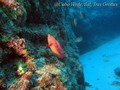 scuba diving photo