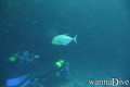 scuba diving photo
