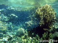 scuba diving photo
