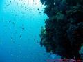scuba diving photo
