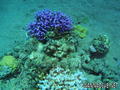 scuba diving photo