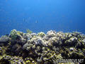 scuba diving photo