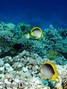 scuba diving photo