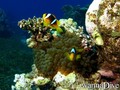 scuba diving photo
