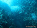 scuba diving photo