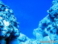 scuba diving photo