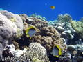 scuba diving photo