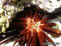 scuba diving photo