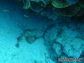 scuba diving photo
