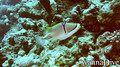 scuba diving photo