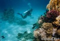 scuba diving photo