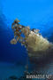 scuba diving photo