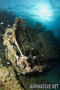 scuba diving photo