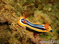 scuba diving photo