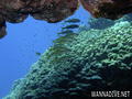 scuba diving photo