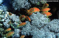 scuba diving photo