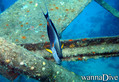 scuba diving photo
