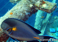 scuba diving photo