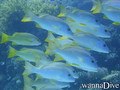 scuba diving photo