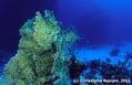 scuba diving photo