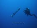 scuba diving photo