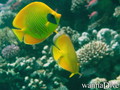 scuba diving photo