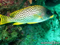 scuba diving photo