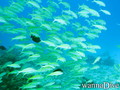 scuba diving photo