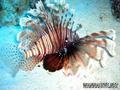 scuba diving photo