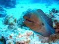 scuba diving photo