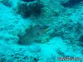 scuba diving photo