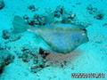 scuba diving photo