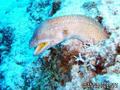 scuba diving photo