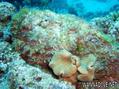 scuba diving photo