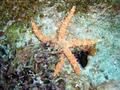 scuba diving photo