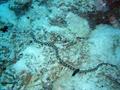scuba diving photo