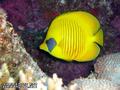 scuba diving photo