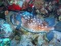 scuba diving photo